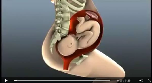 Vídeo - O parto é um processo natural